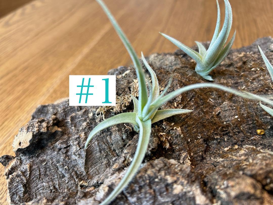 Amazon.co.jp: Tillandsia gardneri var. rupicola #1 hobby Amazon.co.jp: Tillandsia gardneri var. rupicola #1 hobby